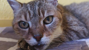 Illustration : « C’est irréel ! », un chat disparu depuis 17 ans est retrouvé lors des incendies de Gironde (33)