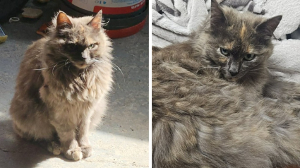 Illustration : Son chat puc&eacute; est d&eacute;pos&eacute; dans un refuge &agrave; 100 km de chez lui apr&egrave;s avoir &eacute;t&eacute; emmen&eacute; par une inconnue