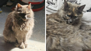 Illustration : "Son chat pucé est déposé dans un refuge à 100 km de chez lui après avoir été emmené par une inconnue"