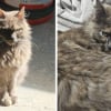 Illustration : Son chat puc&eacute; est d&eacute;pos&eacute; dans un refuge &agrave; 100 km de chez lui apr&egrave;s avoir &eacute;t&eacute; emmen&eacute; par une inconnue
