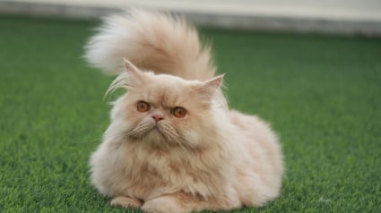 Illustration : 7 races de chats qui ont de nombreux points communs avec le Persan