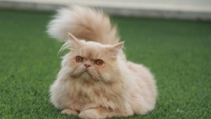 Illustration : 7 races de chats qui ont de nombreux points communs avec le Persan