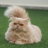 Illustration : 7 races de chats qui ont de nombreux points communs avec le Persan