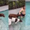 Illustration : Il n&rsquo;osait plus nager apr&egrave;s son amputation jusqu&rsquo;&agrave; ce que l&rsquo;autre chien de la famille lui redonne confiance (vid&eacute;o)