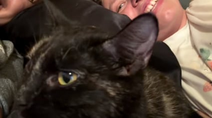 Illustration : &laquo; Elle a trouv&eacute; la bonne personne &raquo;, cette chatte est tellement heureuse d&rsquo;&ecirc;tre sauv&eacute;e qu&rsquo;elle veut absolument faire des c&acirc;lins (vid&eacute;o)