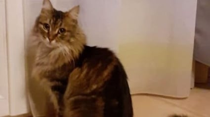 Illustration : Apr&egrave;s 2 ans de recherches et des centaines d'affiches imprim&eacute;es, une chatte disparue &agrave; Dijon est retrouv&eacute;e gr&acirc;ce &agrave; son tatouage