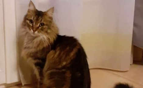 Après 2 ans de recherches et des centaines d'affiches imprimées, une chatte disparue à Dijon est retrouvée grâce à son tatouage
