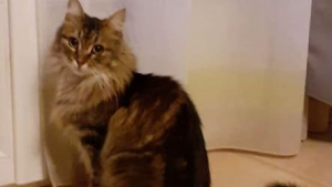 Illustration : Après 2 ans de recherches et des centaines d'affiches imprimées, une chatte disparue à Dijon est retrouvée grâce à son tatouage