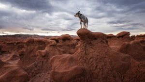 Illustration : "18 photos finalistes du prix International Pet Photography Awards qui prouvent que nos animaux de compagnies sont uniques"
