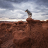 Illustration : 18 photos finalistes du prix International Pet Photography Awards qui prouvent que nos animaux de compagnies sont uniques