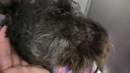 Illustration : Apr&egrave;s avoir &eacute;t&eacute; gravement mordue au visage par une vip&egrave;re cette chienne survit pour retrouver ses ma&icirc;tres