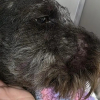 Illustration : Apr&egrave;s avoir &eacute;t&eacute; gravement mordue au visage par une vip&egrave;re cette chienne survit pour retrouver ses ma&icirc;tres