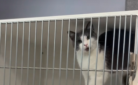Abandonnée dans une cage de transport abîmée juste après sa mise-bas, cette chatte attend une nouvelle famille pendant un an (vidéo)