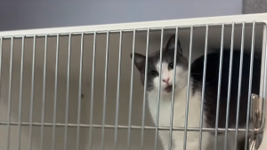 Illustration : Abandonnée dans une cage de transport abîmée juste après sa mise-bas, cette chatte attend une nouvelle famille pendant un an (vidéo)