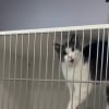 Illustration : Abandonn&eacute;e dans une cage de transport ab&icirc;m&eacute;e juste apr&egrave;s sa mise-bas, cette chatte attend une nouvelle famille pendant un an (vid&eacute;o)