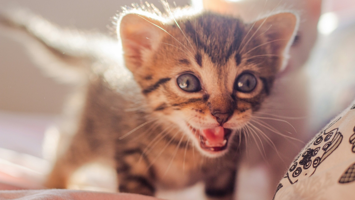 Illustration : "Vrai ou faux : les chatons perdent-ils leurs dents de lait comme les humains ?"