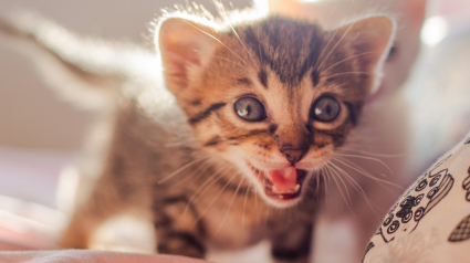 Illustration : Vrai ou faux : les chatons perdent-ils leurs dents de lait comme les humains ?
