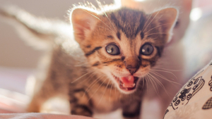 Illustration : Vrai ou faux : les chatons perdent-ils leurs dents de lait comme les humains ?