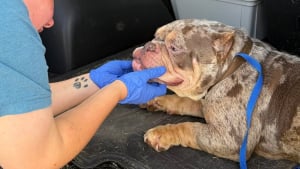Illustration : Sauvé avec 500 animaux lors d’une opération antidrogue, ce chien malade retrouve espoir et confiance grâce aux soins d’une association