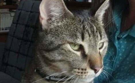 « J’avais fini par ne plus y croire », après 11 mois de recherches et de culpabilité, une famille retrouve son chat