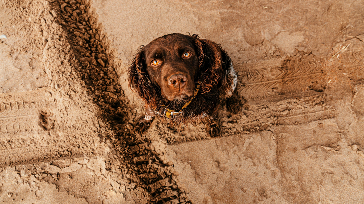 Illustration : "Pourquoi votre chien se met-il soudainement à manger de la terre ?"