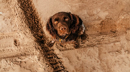 Illustration : Pourquoi votre chien se met-il soudainement &agrave; manger de la terre ?