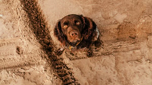 Illustration : "Pourquoi votre chien se met-il soudainement à manger de la terre ?"