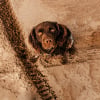 Illustration : Pourquoi votre chien se met-il soudainement &agrave; manger de la terre ?