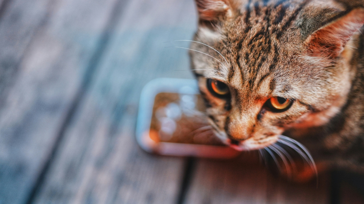 Illustration : "Pourquoi votre chat tente-t-il d'enterrer sa gamelle sous le tapis ou le carrelage ?"
