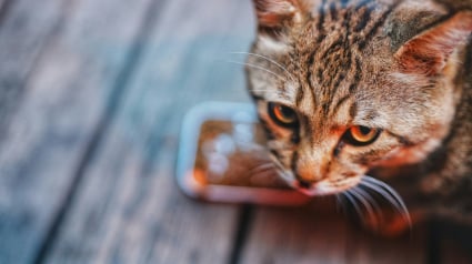 Illustration : Pourquoi votre chat tente-t-il d'enterrer sa gamelle sous le tapis ou le carrelage ?