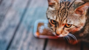Illustration : "Pourquoi votre chat tente-t-il d'enterrer sa gamelle sous le tapis ou le carrelage ?"