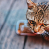 Illustration : Pourquoi votre chat tente-t-il d'enterrer sa gamelle sous le tapis ou le carrelage ?