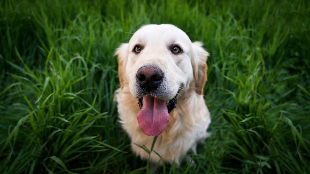 Illustration : "6 idées reçues sur le Golden Retriever qui méritent d'être nuancées"