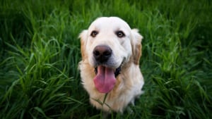 Illustration : "6 idées reçues sur le Golden Retriever qui méritent d'être nuancées"