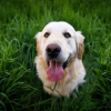 Illustration : 6 id&eacute;es re&ccedil;ues sur le Golden Retriever qui m&eacute;ritent d'&ecirc;tre nuanc&eacute;es