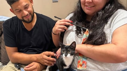 Illustration : Magnolia la jeune chatte impliqu&eacute;e malgr&eacute; elle dans un braquage de banque a &eacute;t&eacute; adopt&eacute;e
