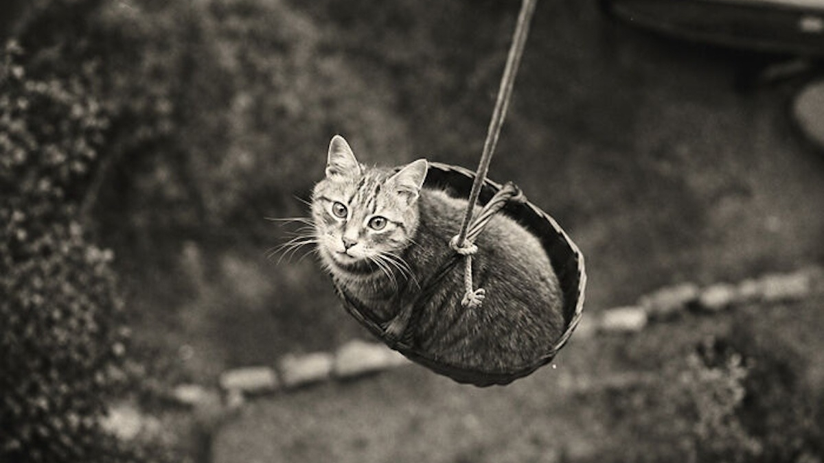 Illustration : "12 photos vintage qui prouvent que les chats ont toujours occupé une place particulière dans nos vies"