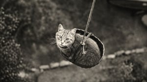 Illustration : 12 photos vintage qui prouvent que les chats ont toujours occup&eacute; une place particuli&egrave;re dans nos vies