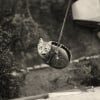 Illustration : 12 photos vintage qui prouvent que les chats ont toujours occup&eacute; une place particuli&egrave;re dans nos vies