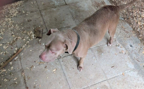 Ayant déménagé 1000 km plus loin, elle apprend au bout de 3 ans que son chien perdu a été retrouvé grâce à sa puce