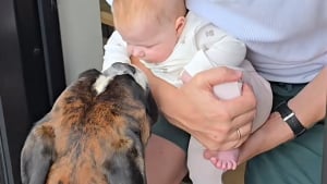 Illustration : « J’ai envie d’être son ami ! », ce Boxer tremble d’impatience à l’idée de rencontrer le bébé de sa famille (vidéo)