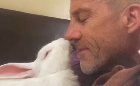 Enfermé dans une cage suspendue, ce lapin est sauvé par un surfeur qui le ramène chez lui à des milliers de kilomètres (vidéo)