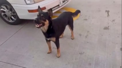 Illustration : Pour survivre, ce chien errant a appris &agrave; qu&eacute;mander de la nourriture aux clients d&rsquo;un fast-food jusqu&rsquo;&agrave; son sauvetage