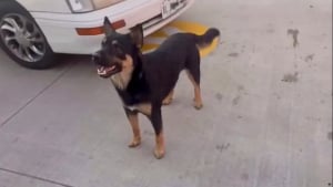 Illustration : Pour survivre, ce chien errant a appris &agrave; qu&eacute;mander de la nourriture aux clients d&rsquo;un fast-food jusqu&rsquo;&agrave; son sauvetage