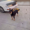Illustration : Pour survivre, ce chien errant a appris &agrave; qu&eacute;mander de la nourriture aux clients d&rsquo;un fast-food jusqu&rsquo;&agrave; son sauvetage