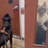 Illustration : Pour vacciner facilement ce Rottweiler terrifi&eacute; par les seringues, les v&eacute;t&eacute;rinaires exploitent son amour pour les chats en en invitant un (vid&eacute;o)