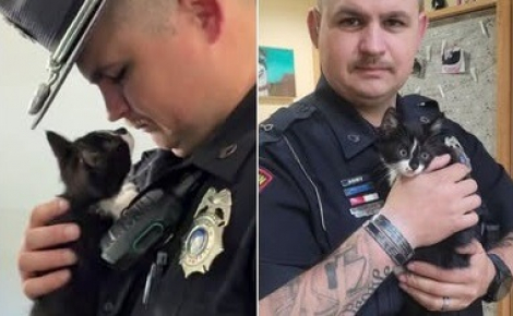 Un policier vole au secours d'un chaton jeté sur une autoroute, l'emmène au refuge et décide de l'adopter