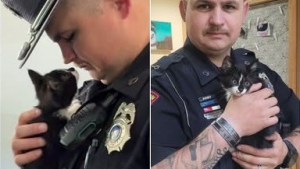 Illustration : Un policier vole au secours d'un chaton jeté sur une autoroute, l'emmène au refuge et décide de l'adopter