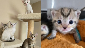 Illustration : Une famille adopte plusieurs chatons sauvés de l'errance pour leur permettre de rester ensemble pour la vie