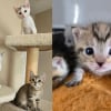 Illustration : Une famille adopte plusieurs chatons sauv&eacute;s de l'errance pour leur permettre de rester ensemble pour la vie